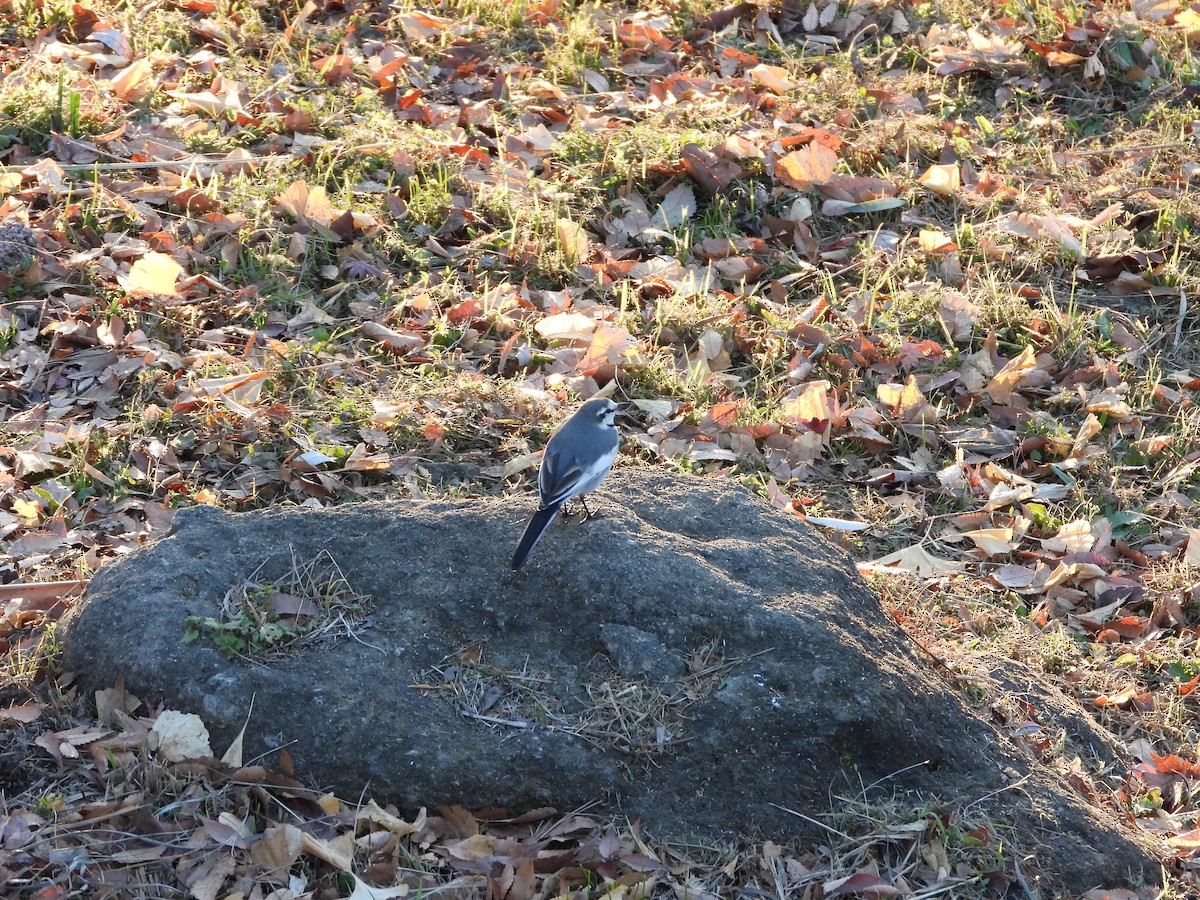 White Wagtail - ML646771656