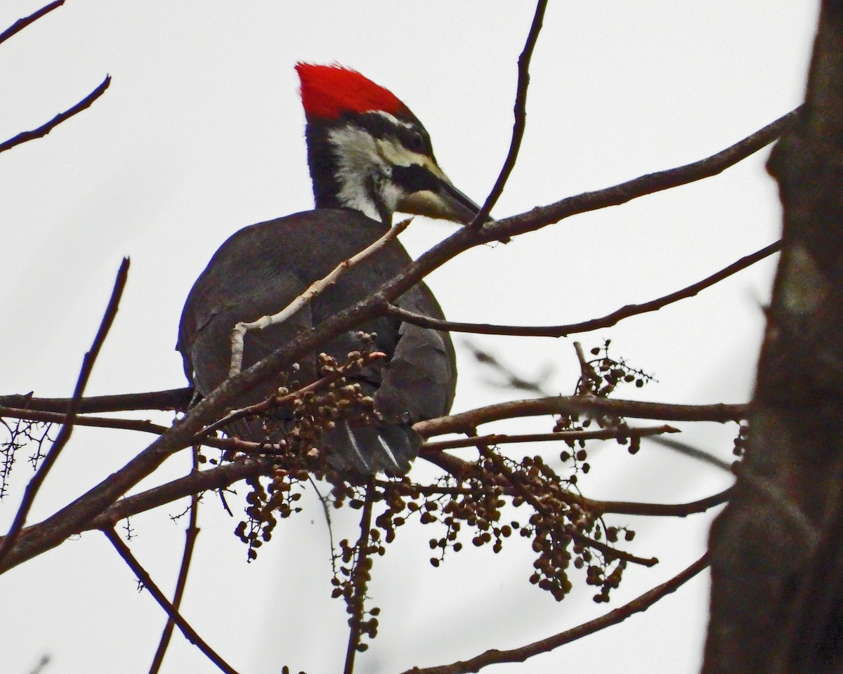Pileated Woodpecker - ML646771657
