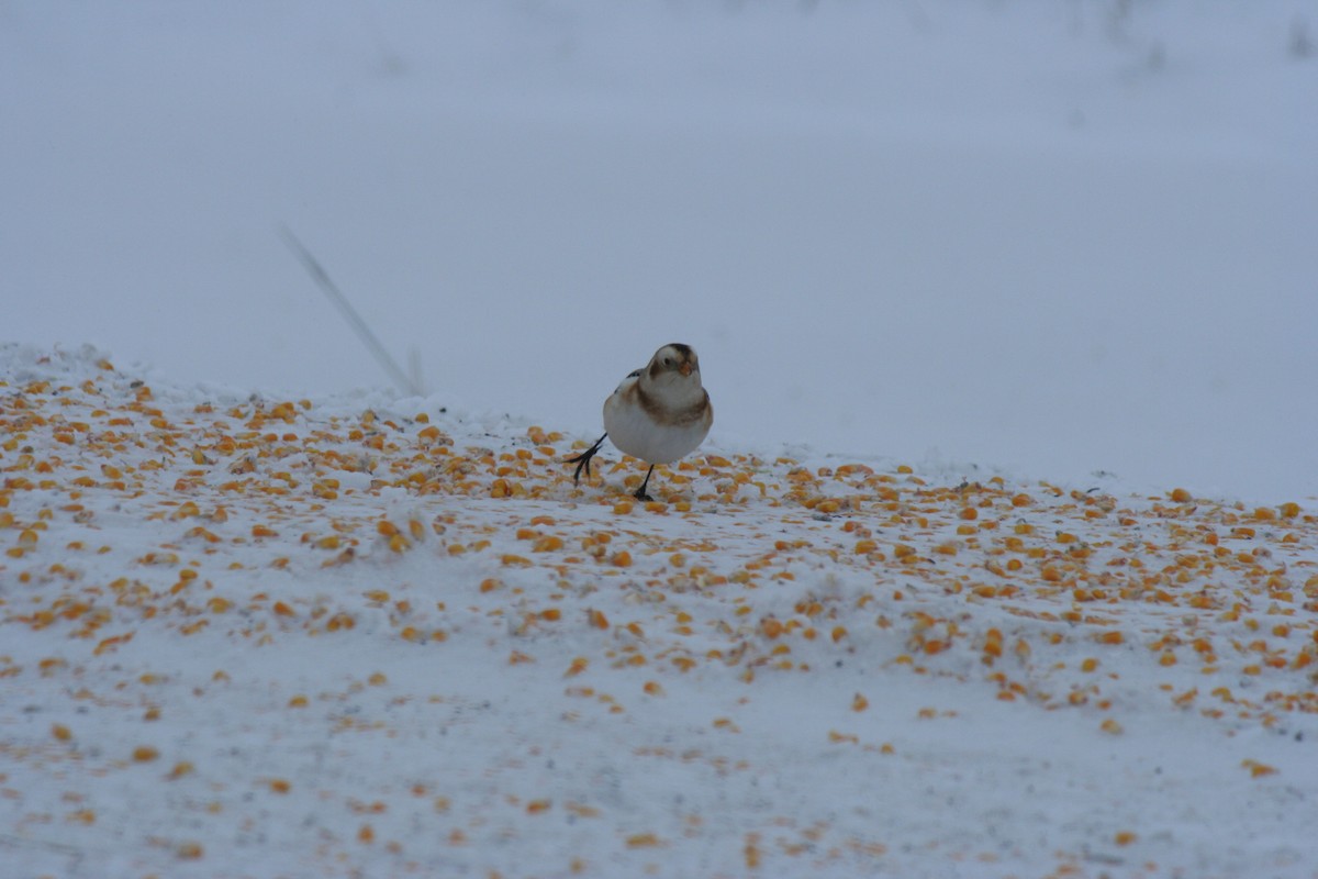 Snow Bunting - ML646771659