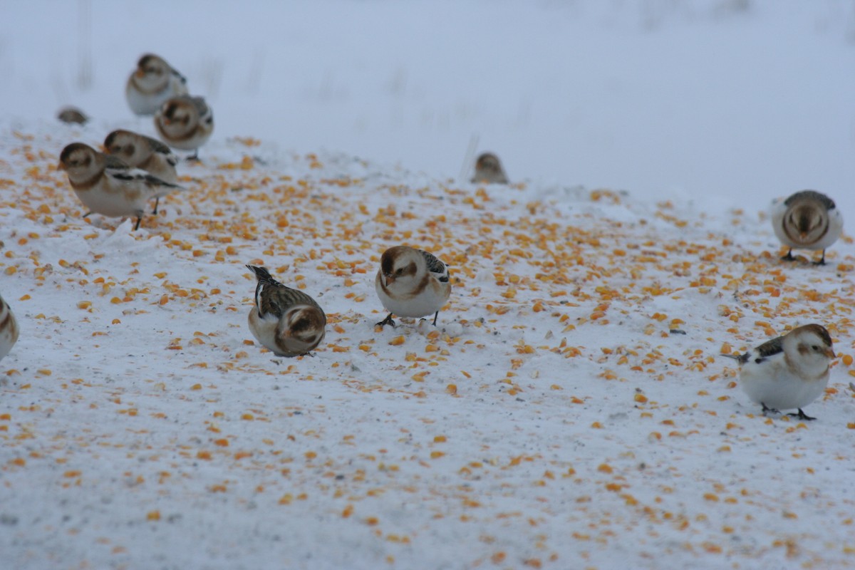 Snow Bunting - ML646771660