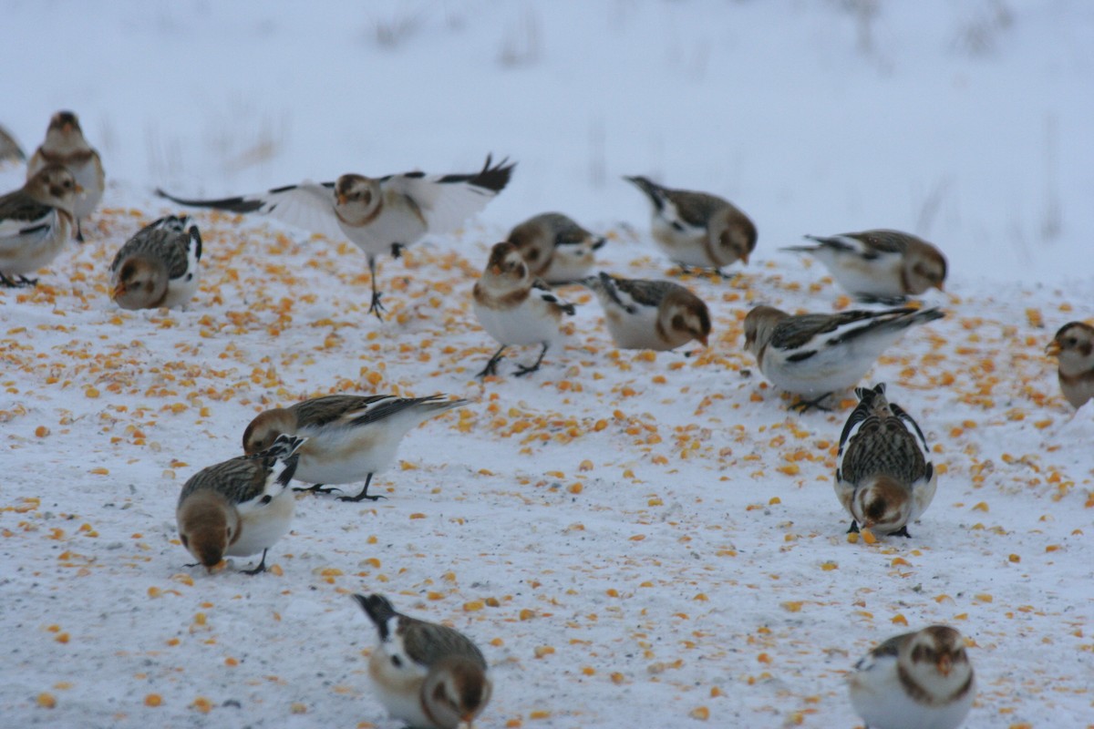 Snow Bunting - ML646771661