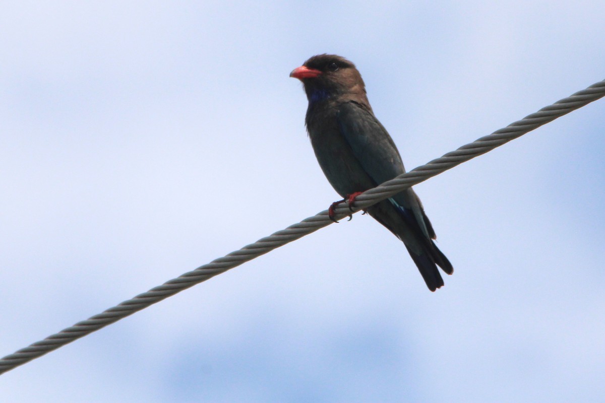 ブッポウソウ - ML646771663