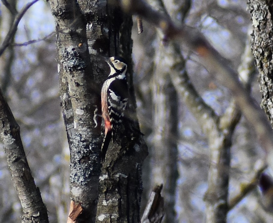White-backed Woodpecker - ML646771664