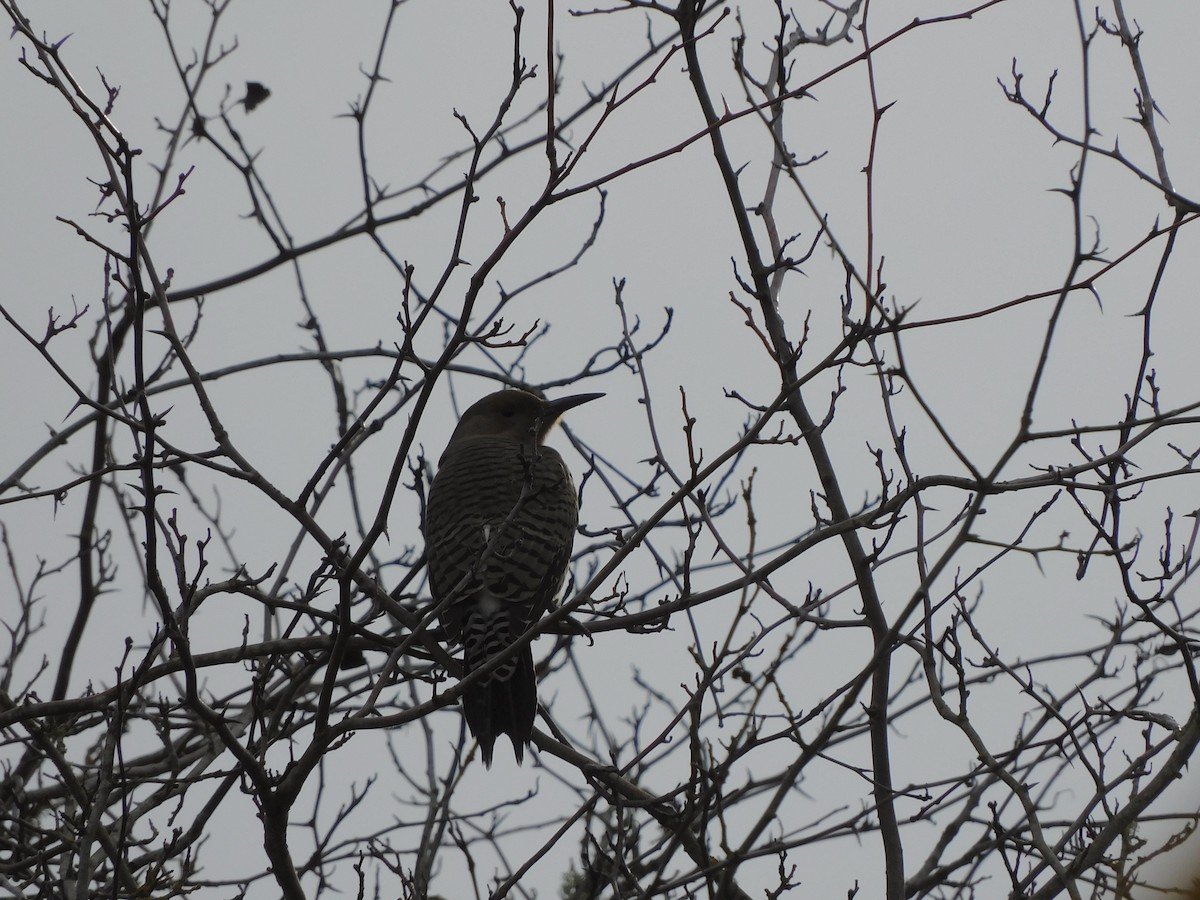 Northern Flicker - ML646771665
