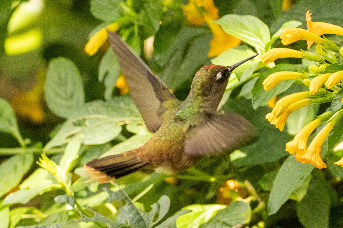Colibri à tête rose - ML646771666