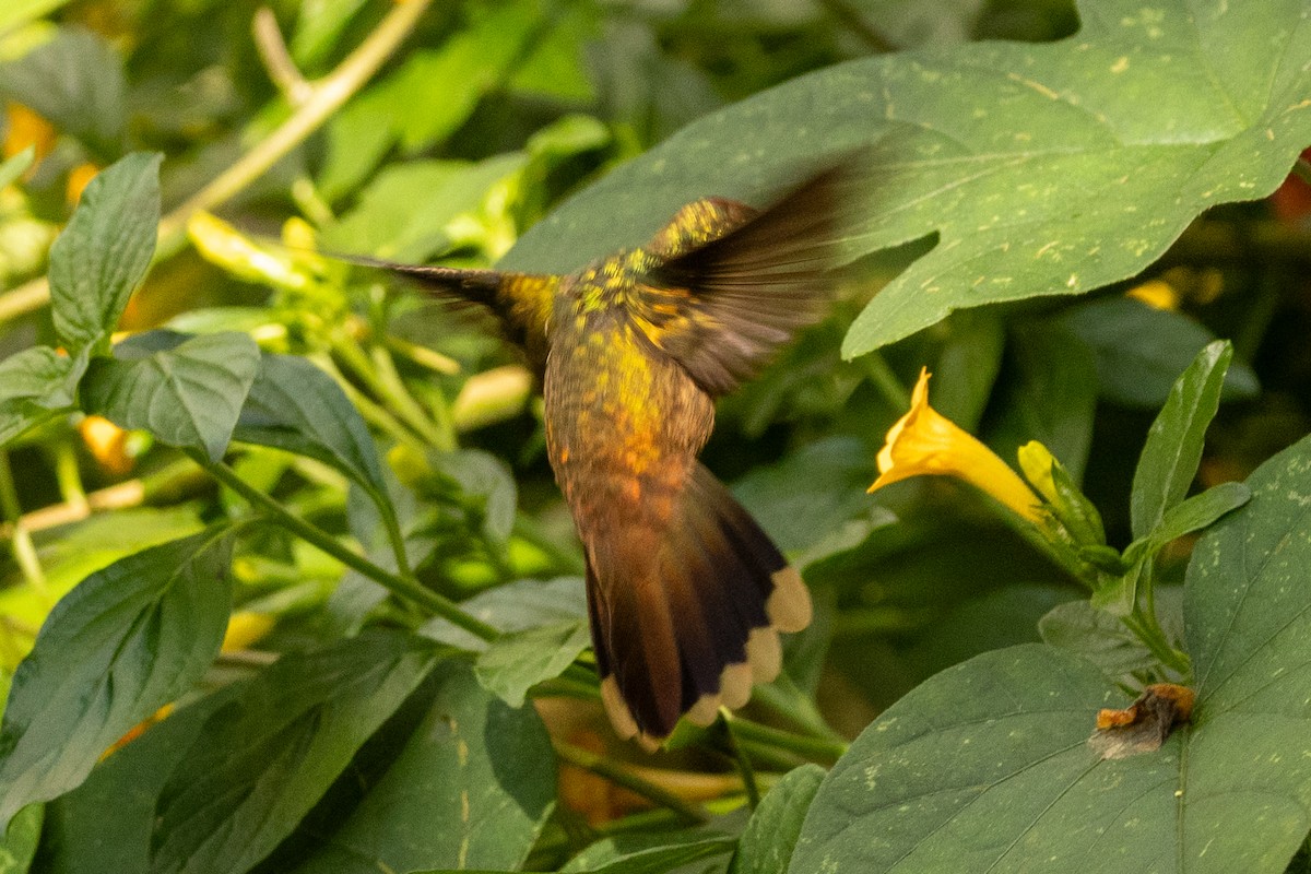Colibri à tête rose - ML646771667