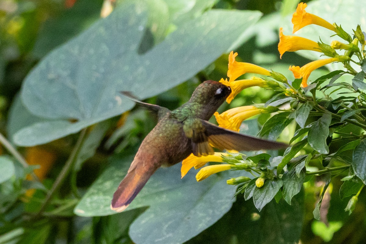 Colibri à tête rose - ML646771668