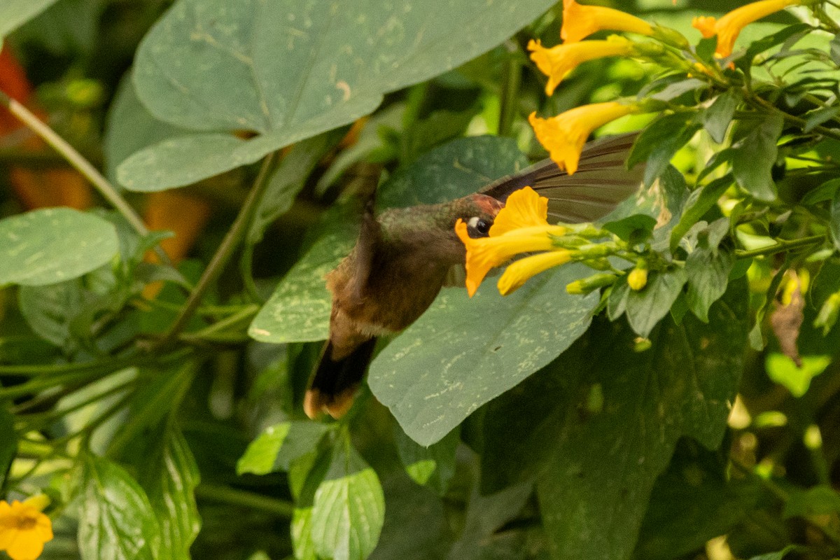 Colibri à tête rose - ML646771669