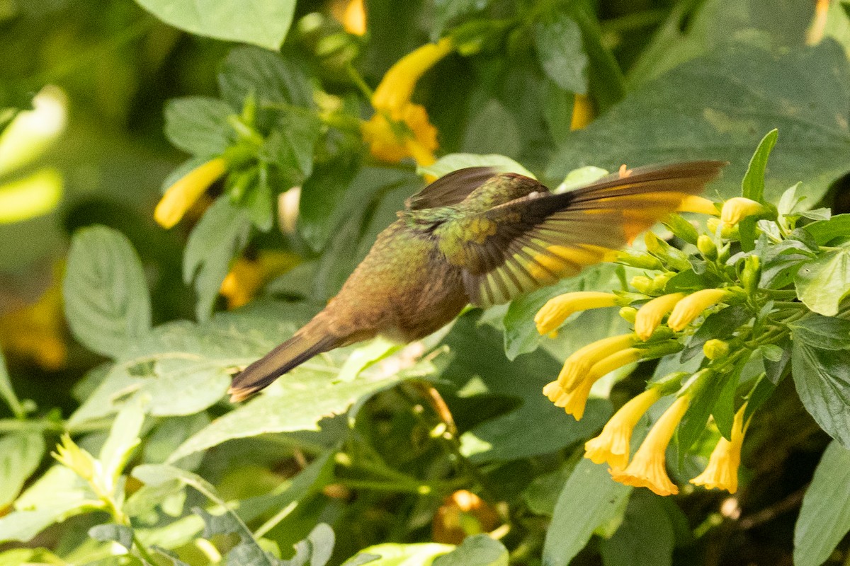 Colibri à tête rose - ML646771670