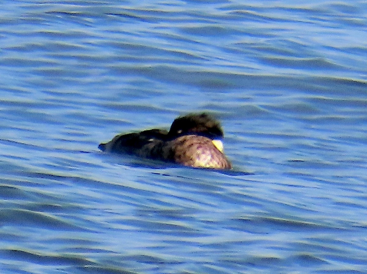 Сэвгэр бохио - ML646771671