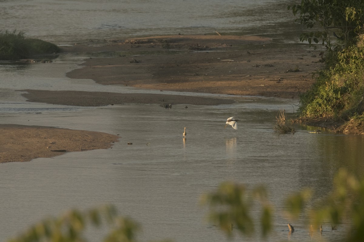 Indian Pond-Heron - ML646771674