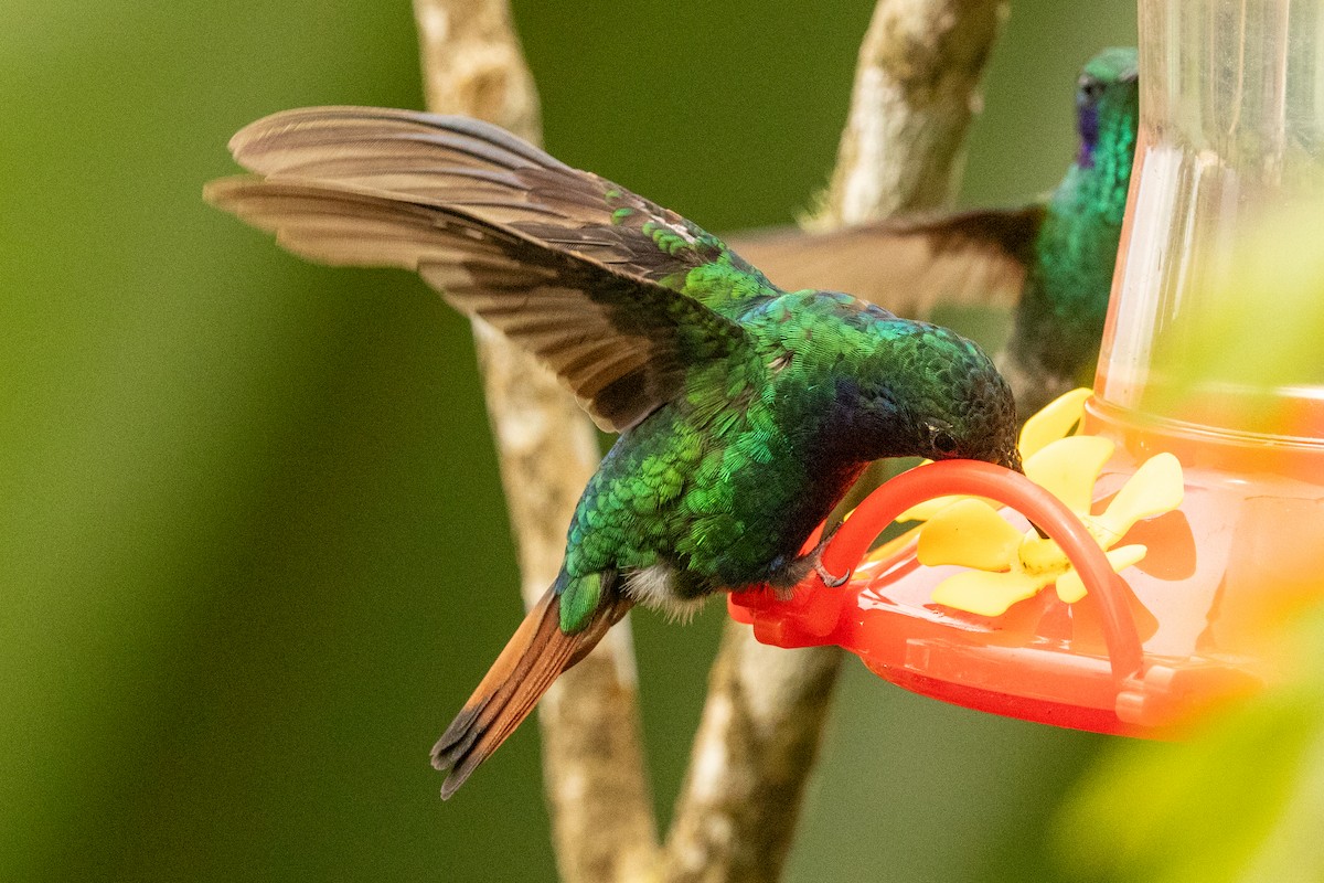 Campyloptère lazulite - ML646771675