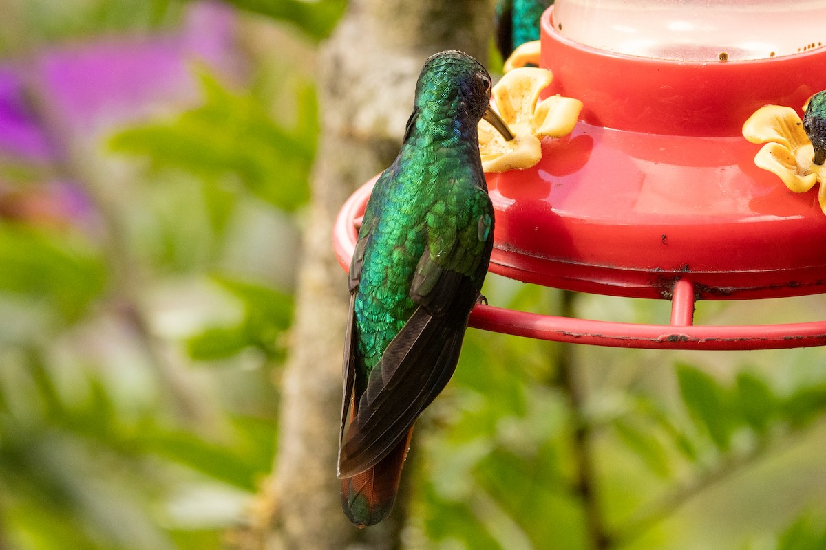 Campyloptère lazulite - ML646771676