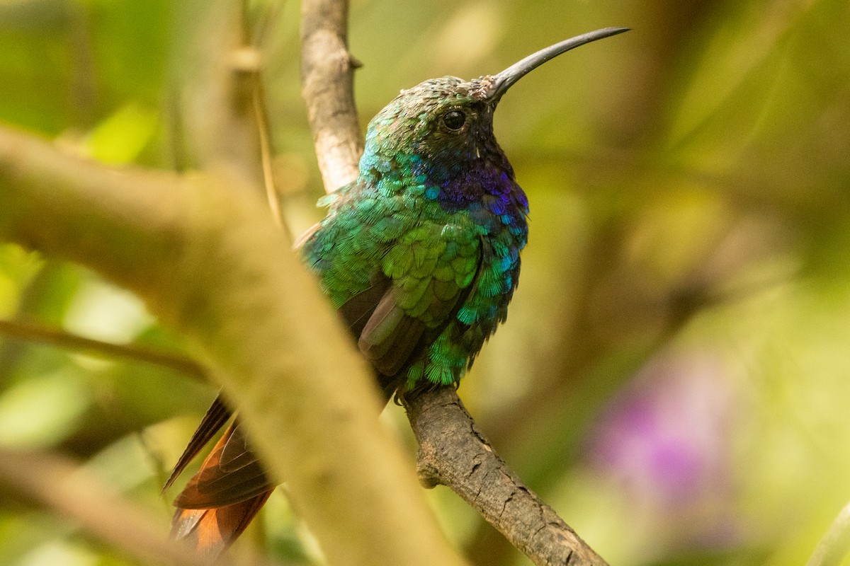 Campyloptère lazulite - ML646771677