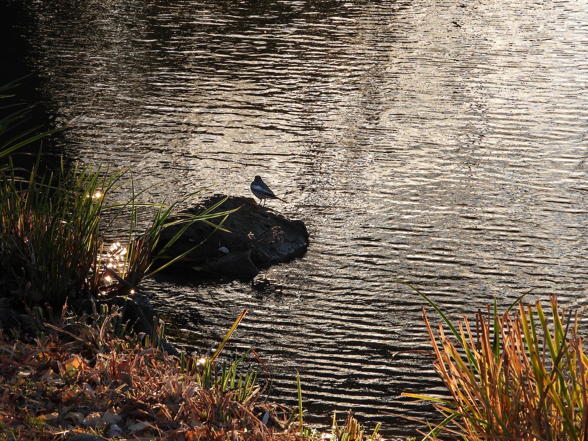 White Wagtail - ML646771679