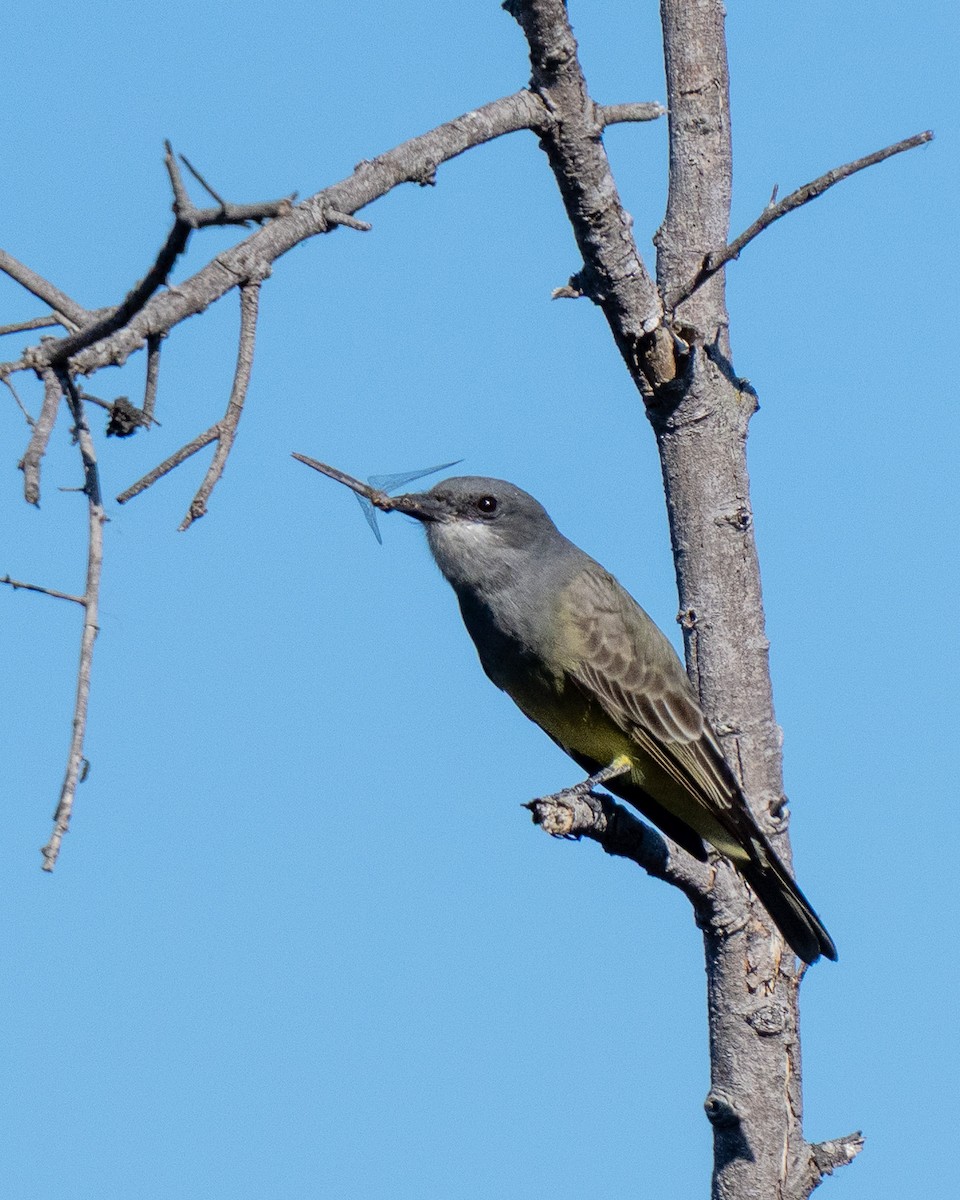 Cassin's Kingbird - ML646771680