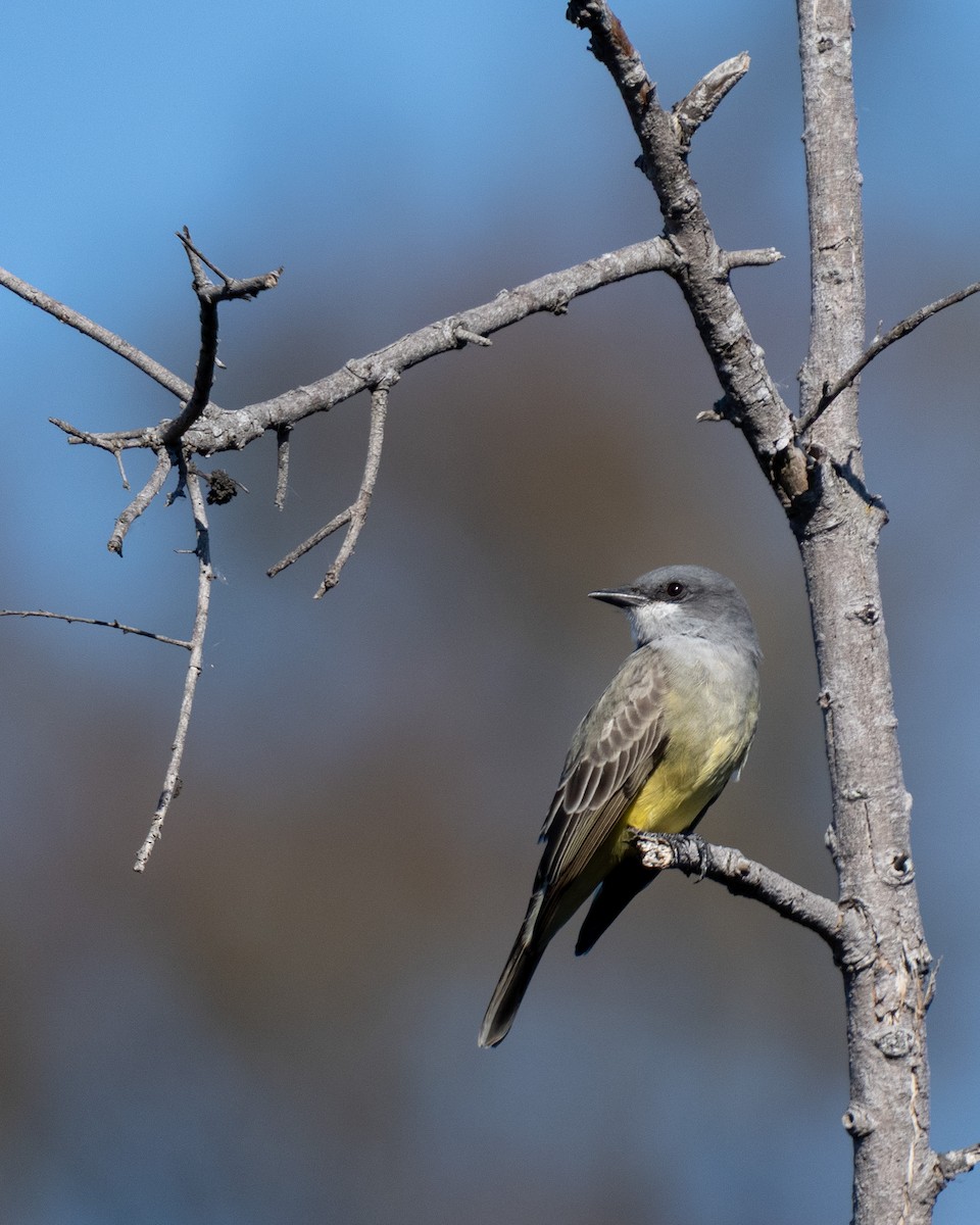 Cassin's Kingbird - ML646771681