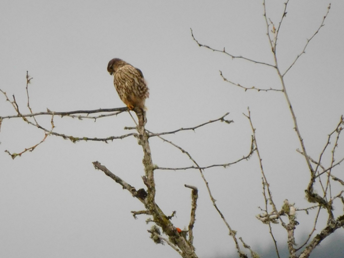 Хайргууна шонхор - ML646771682