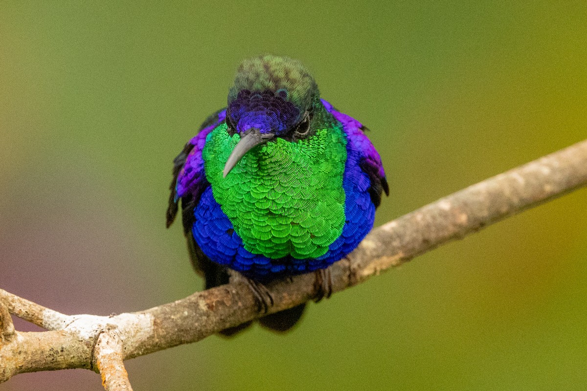 Dryade couronnée (forme à couronne violette) - ML646771683