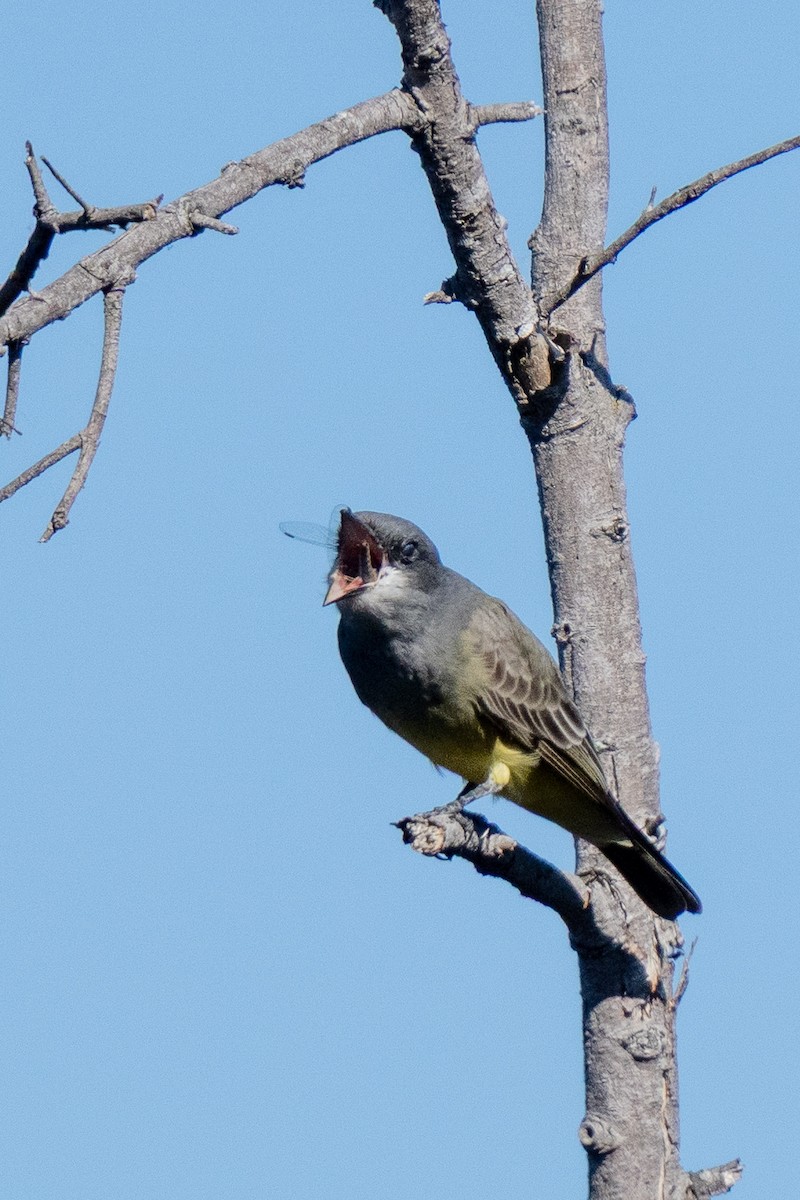 Cassin's Kingbird - ML646771687