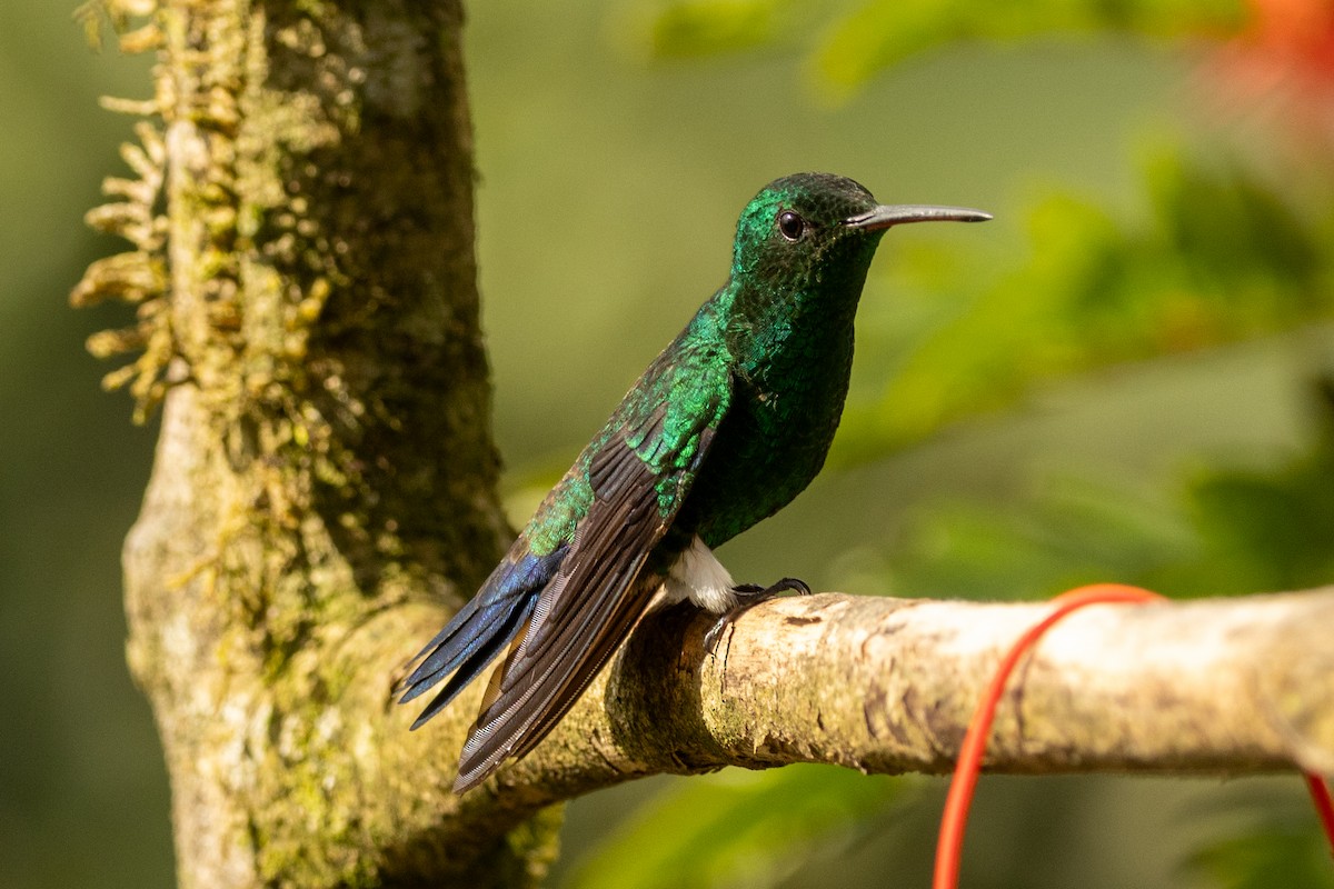 Ariane de Sophie - ML646771692