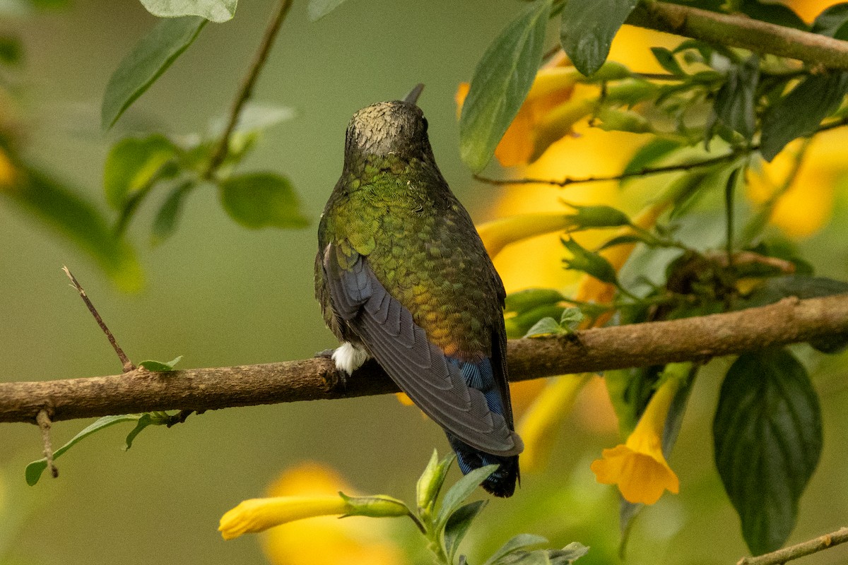 Ariane de Sophie - ML646771693