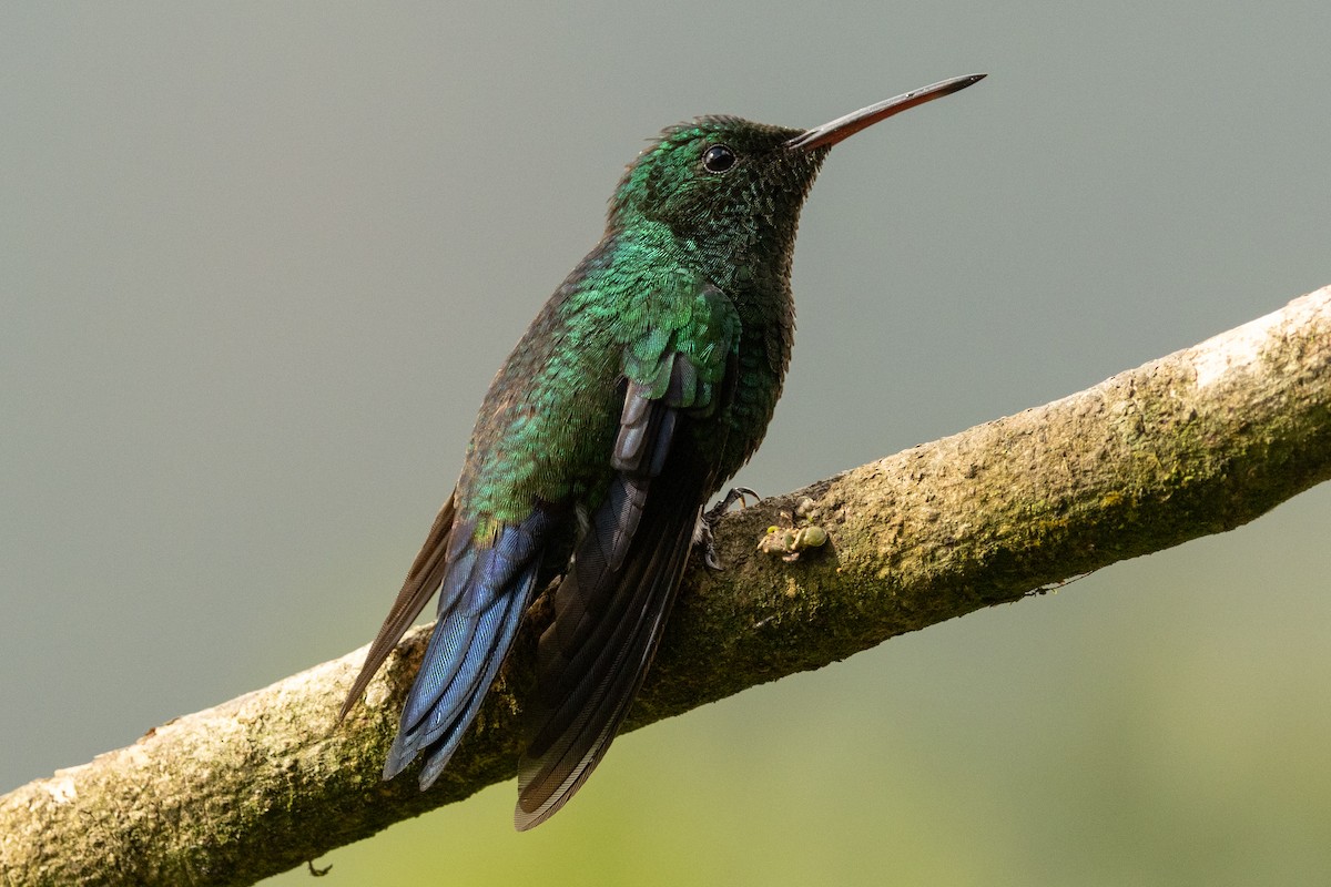 Ariane de Sophie - ML646771694