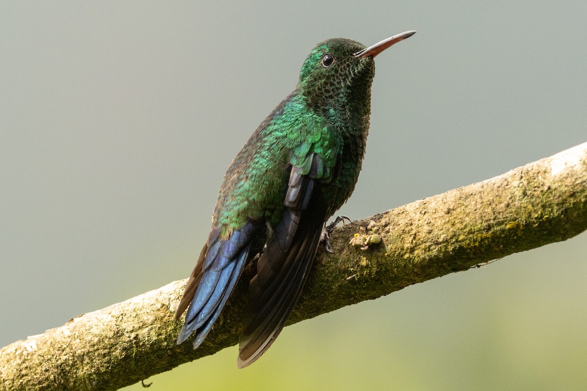 Ariane de Sophie - ML646771695