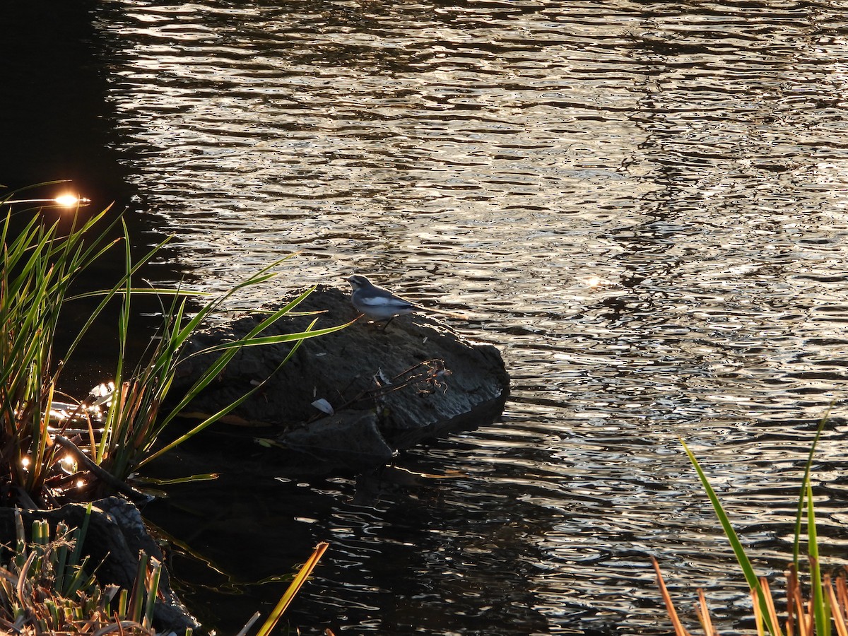 White Wagtail - ML646771697