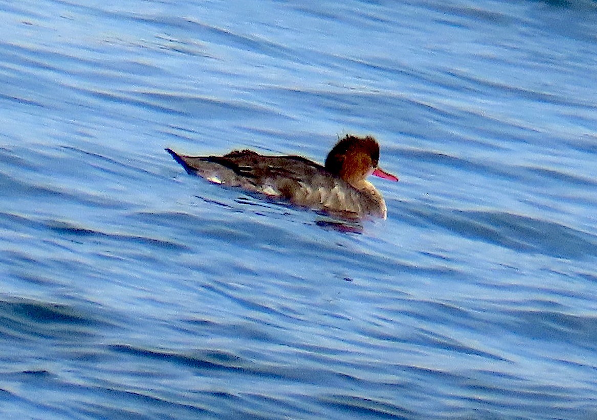 Сэвгэр бохио - ML646771698