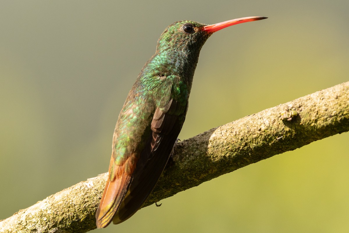 Ariane à ventre gris (groupe tzacatl) - ML646771699