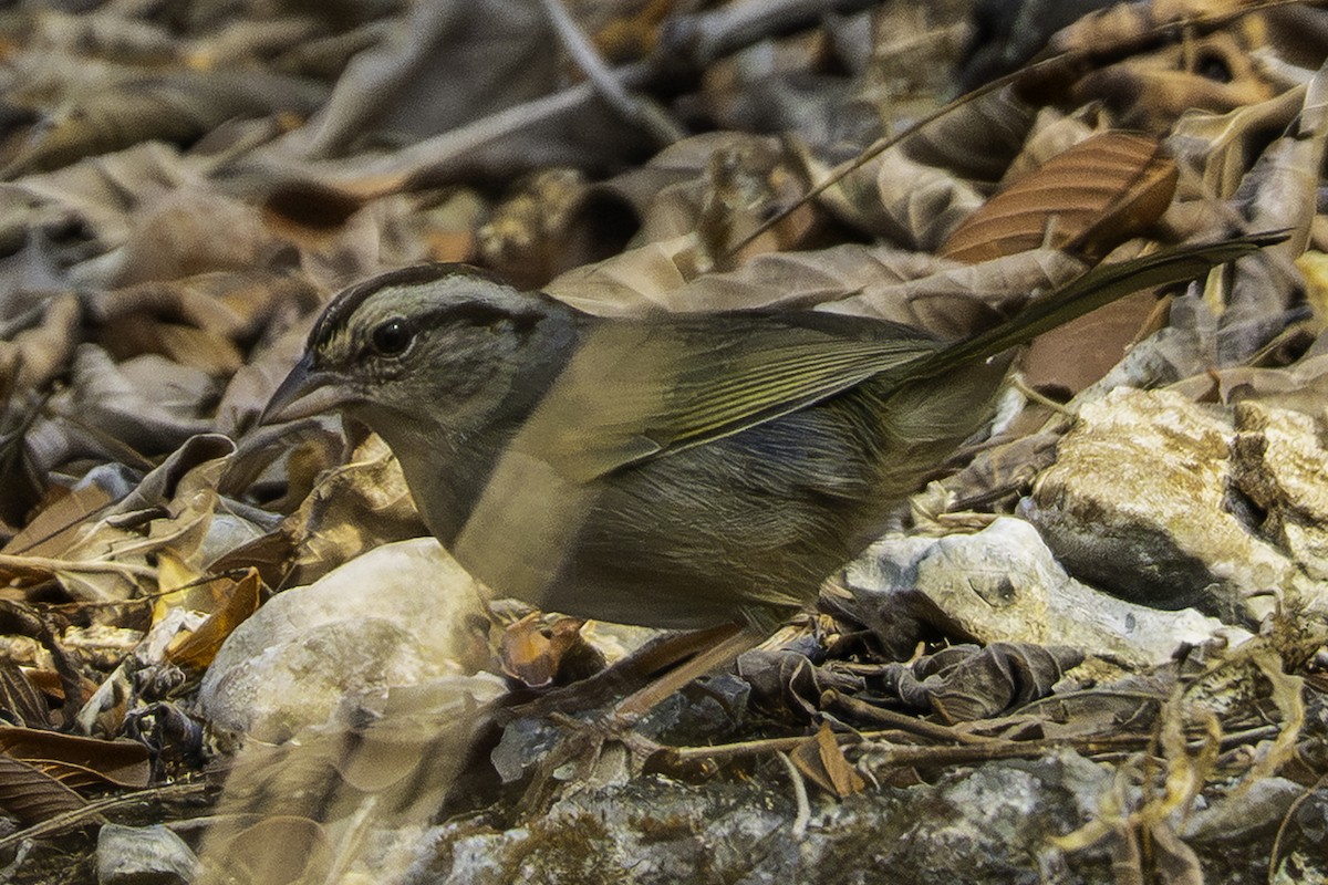 オリーブシトド - ML646771701