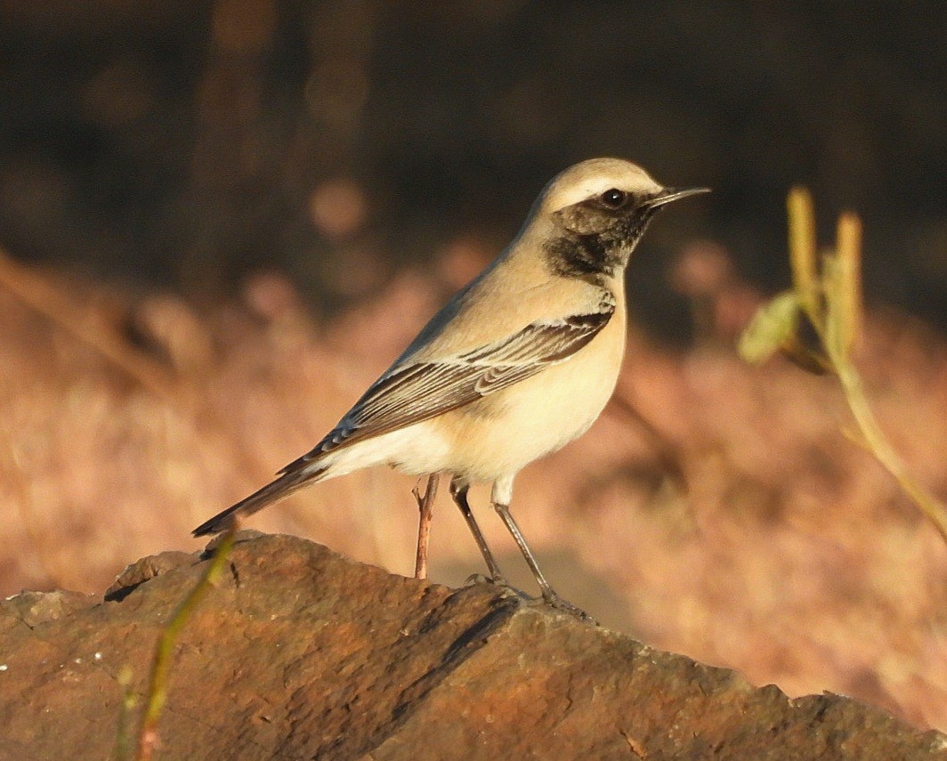 Çöl Kuyrukkakanı - ML646771702