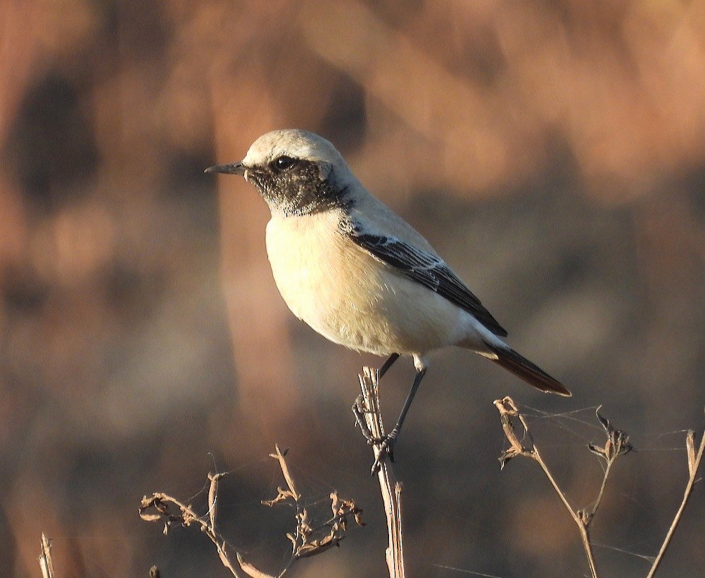 Çöl Kuyrukkakanı - ML646771703