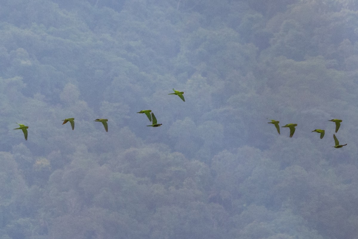 Conure de Wagler - ML646771704