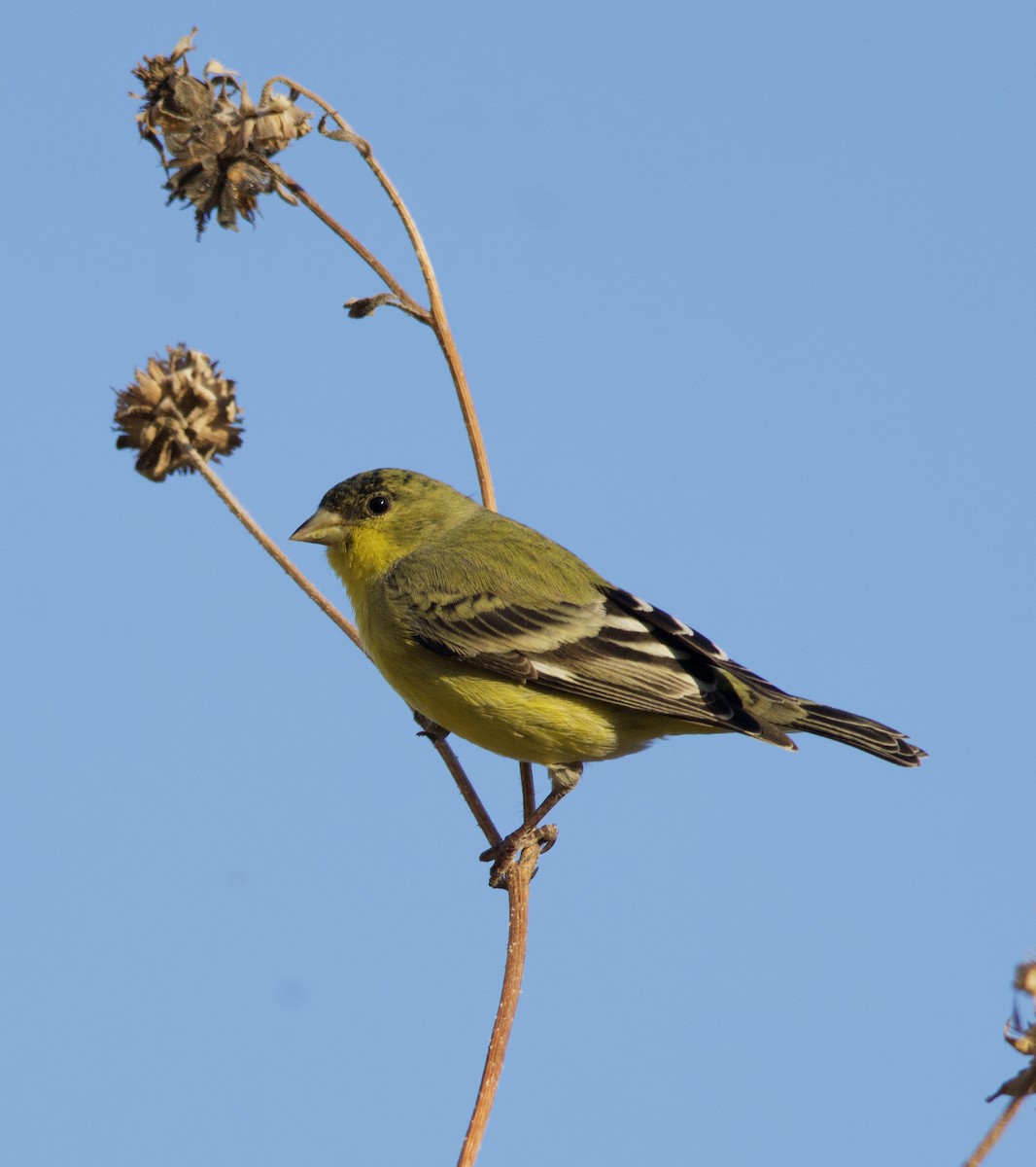 Jilguero Menor - ML646771705