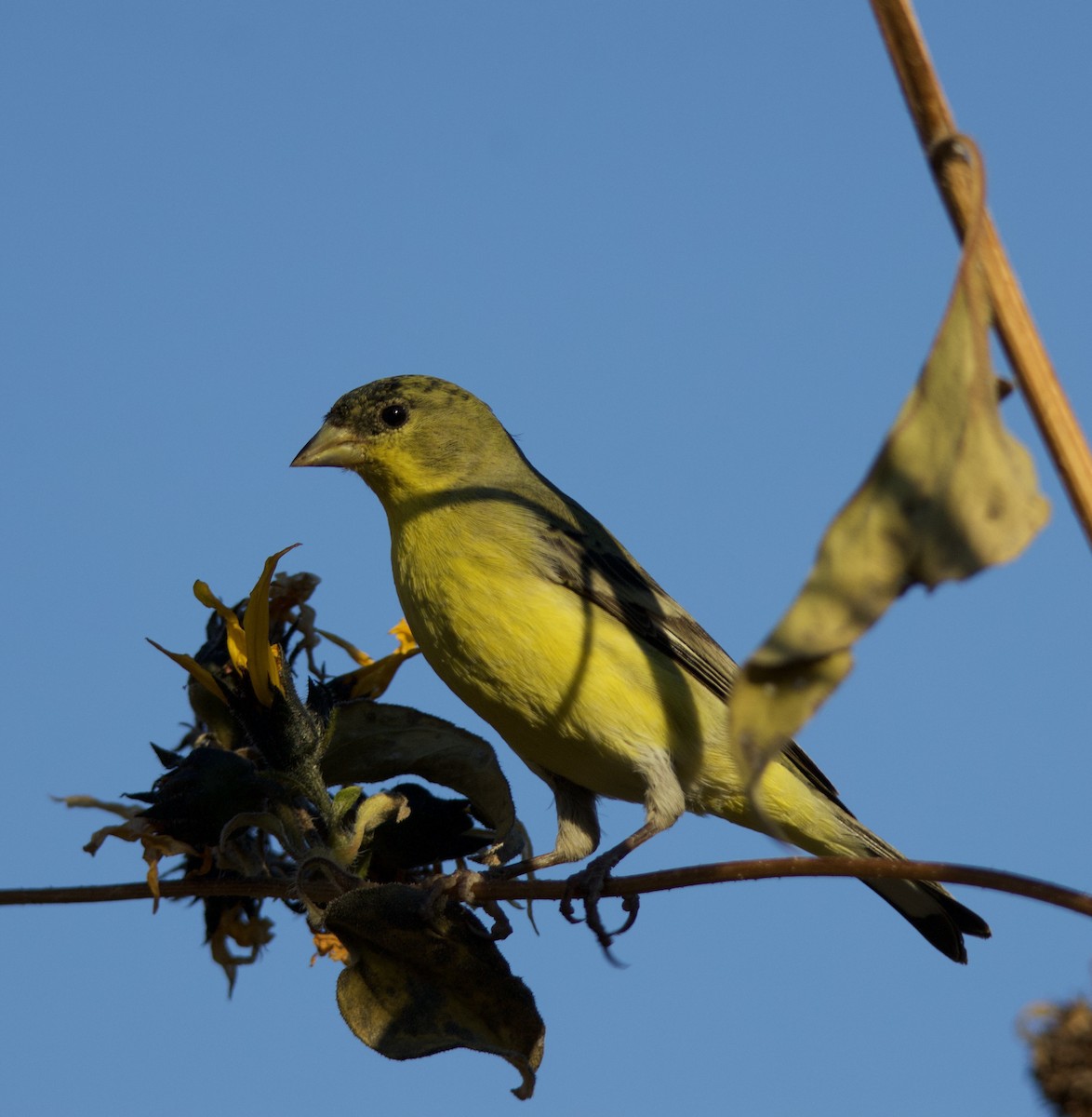 Jilguero Menor - ML646771706