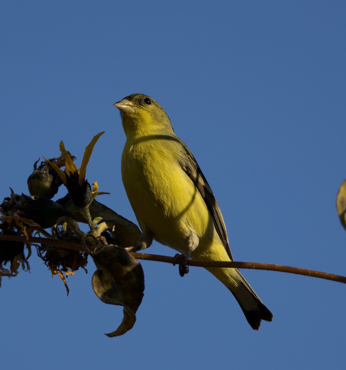 Jilguero Menor - ML646771707