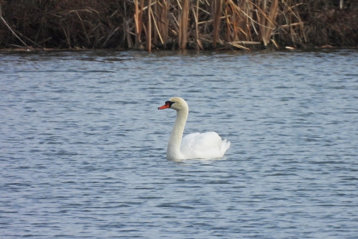Лебедь-шипун - ML646771709