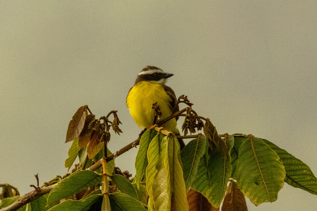 Tyran de Cayenne - ML646771710