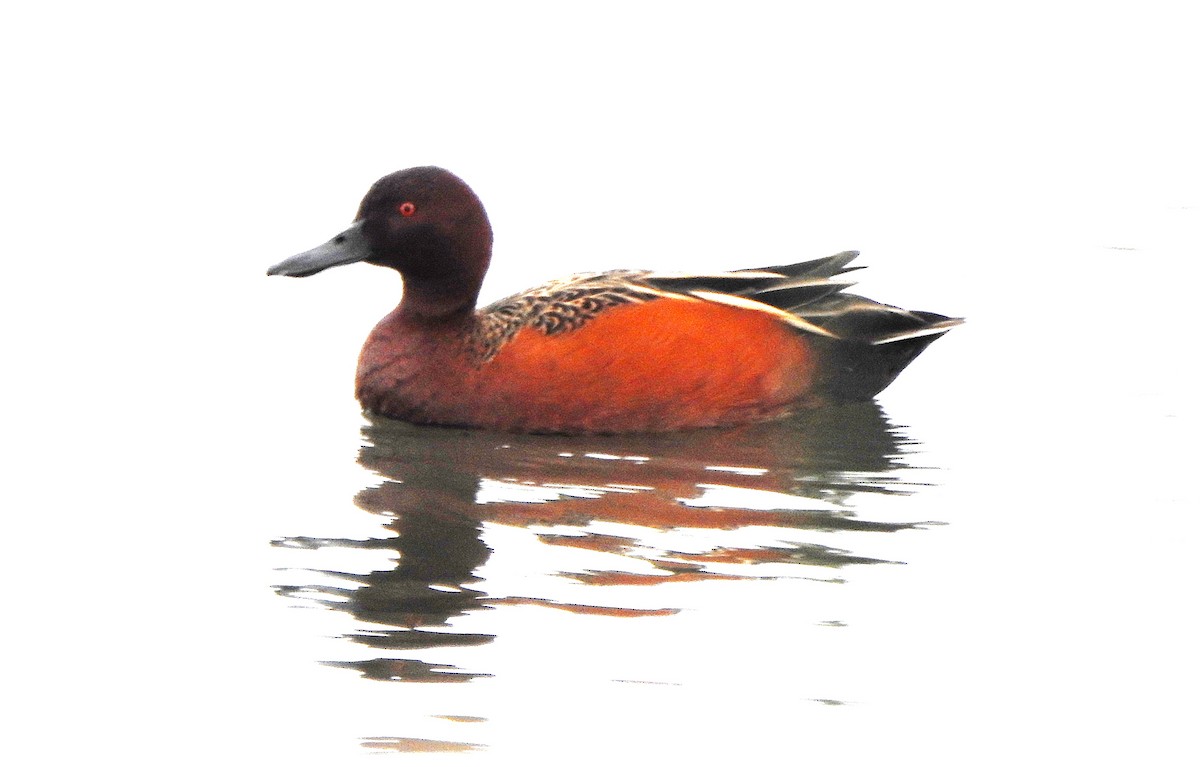 שרשיר קינמון - ML646771711