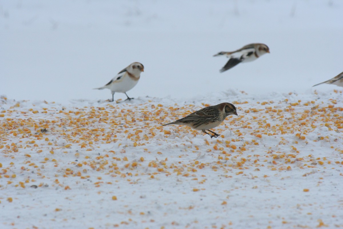 Подорожник лапландський - ML646771715