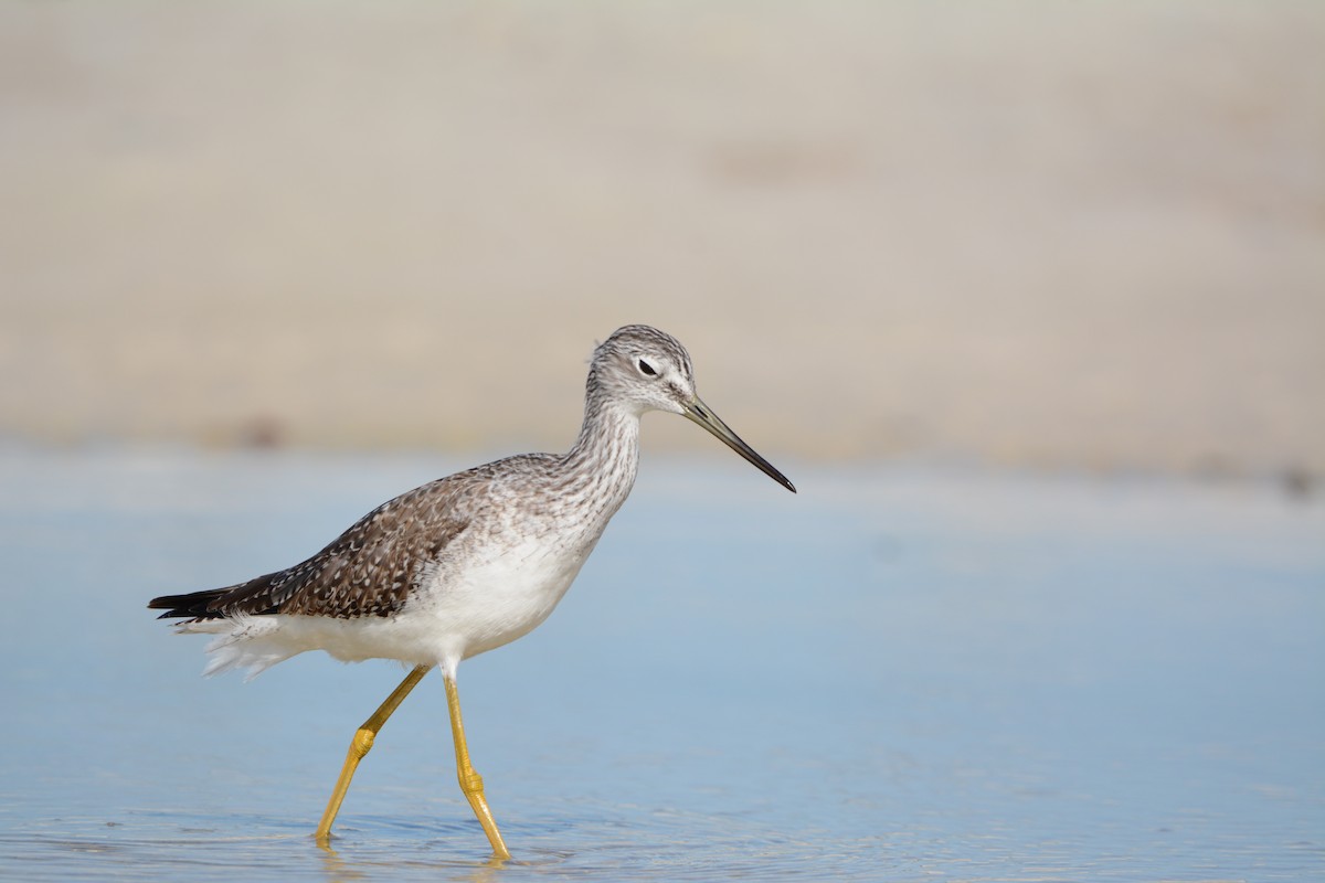 plystresnipe - ML646771717