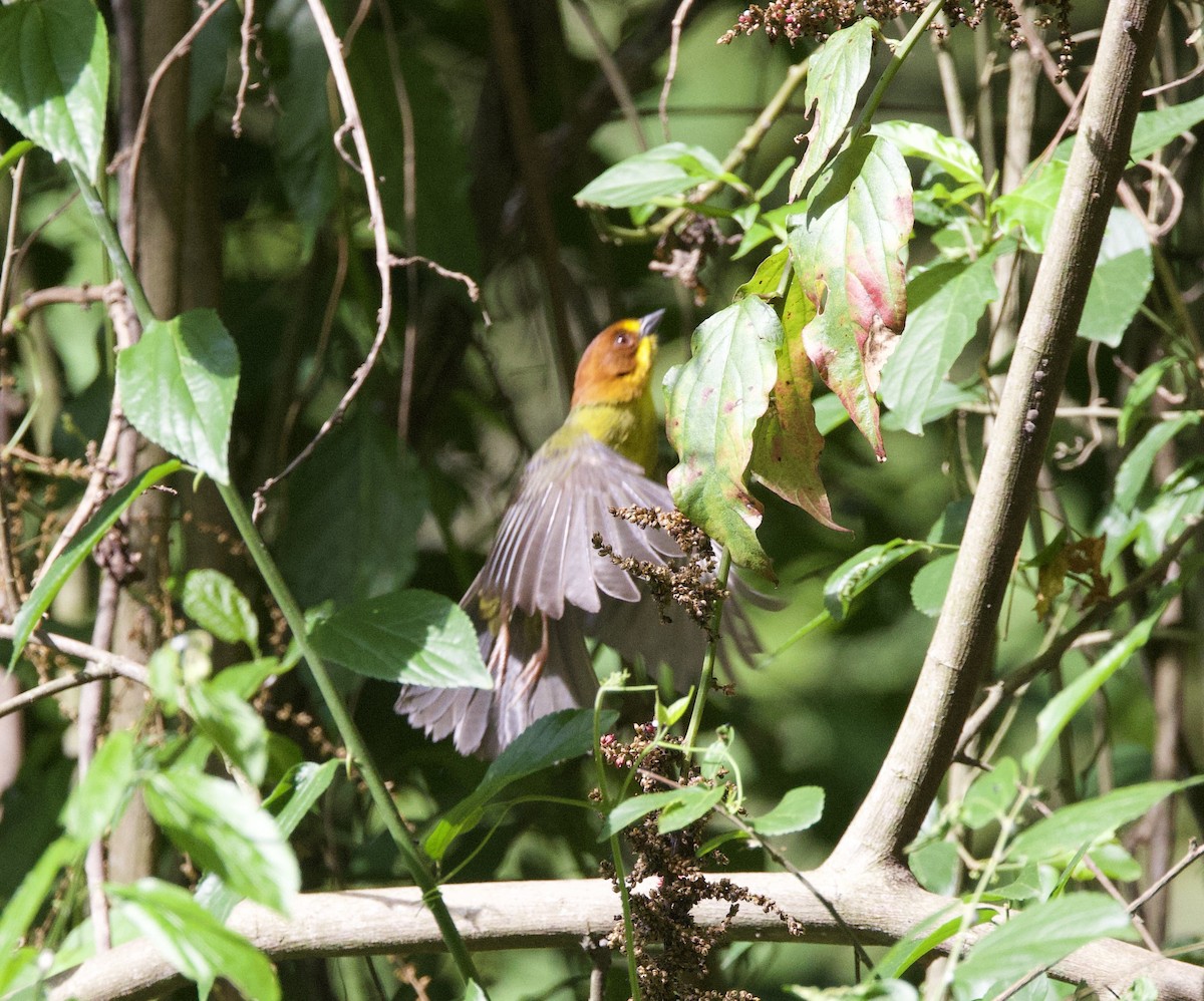 brunhodekjerrspurv - ML646771718