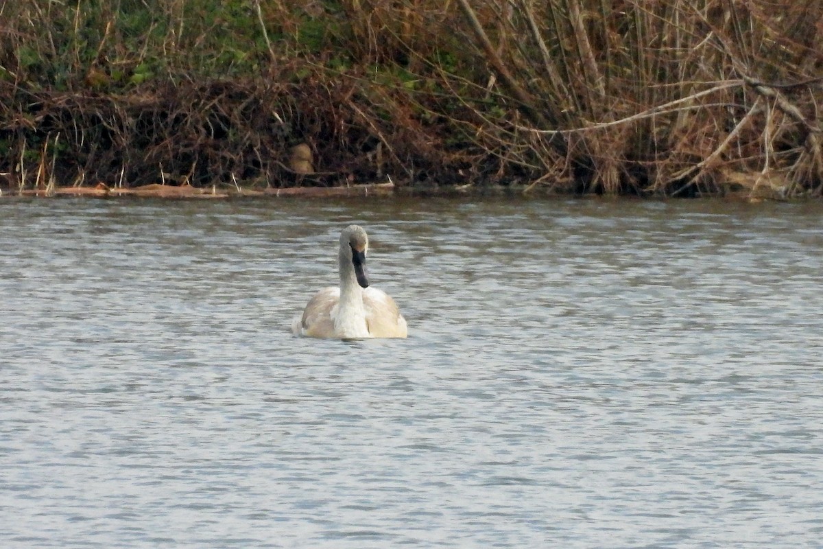 Cisne Trompetero - ML646771720