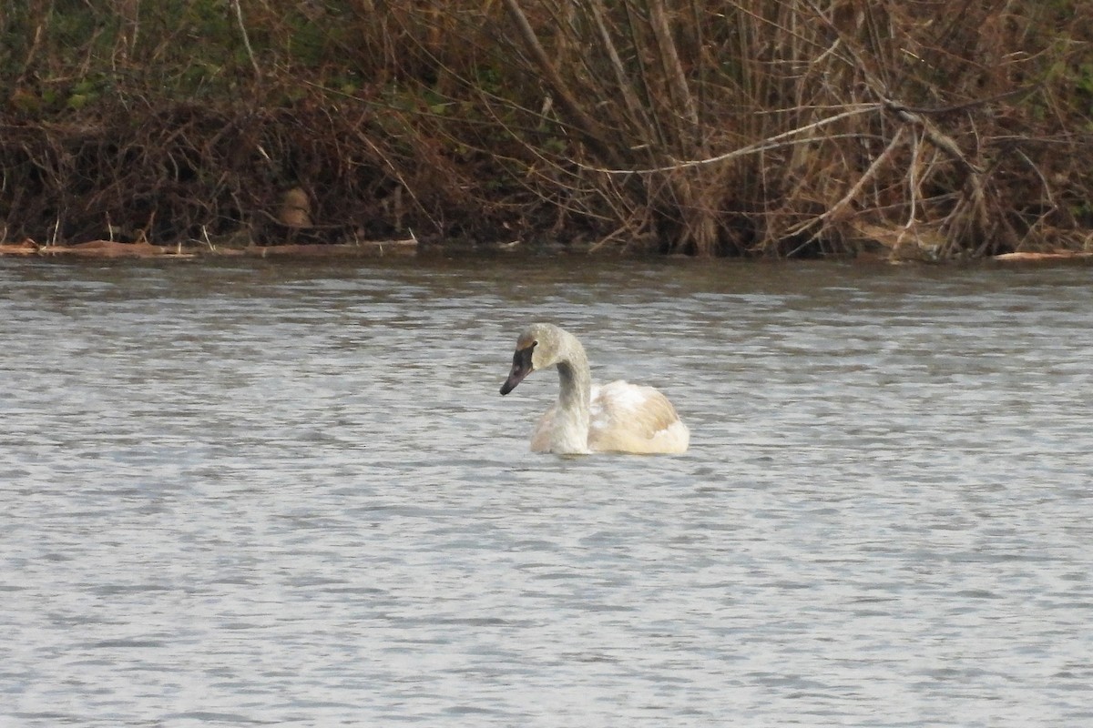 Cisne Trompetero - ML646771721