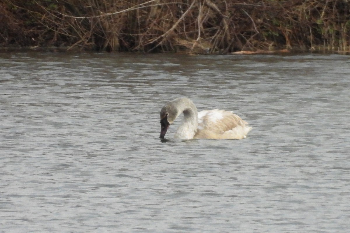 Cisne Trompetero - ML646771722