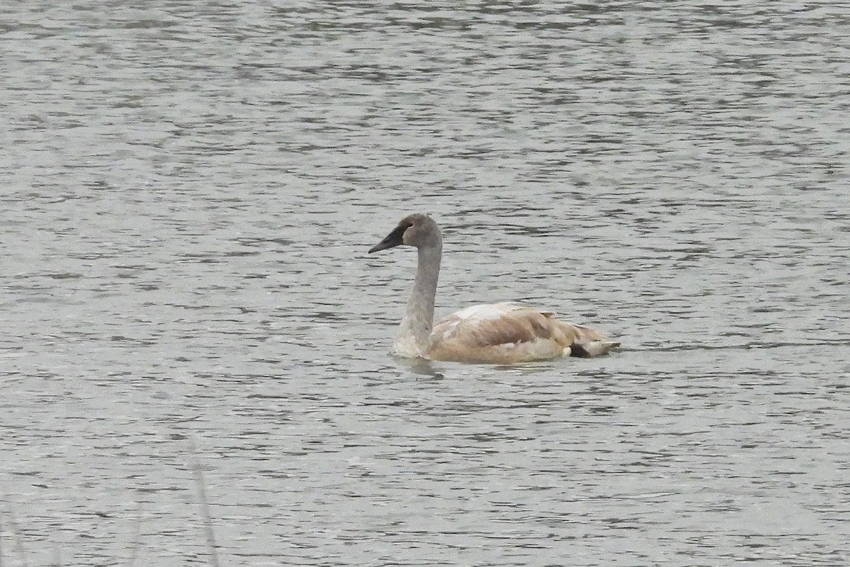 Cisne Trompetero - ML646771723