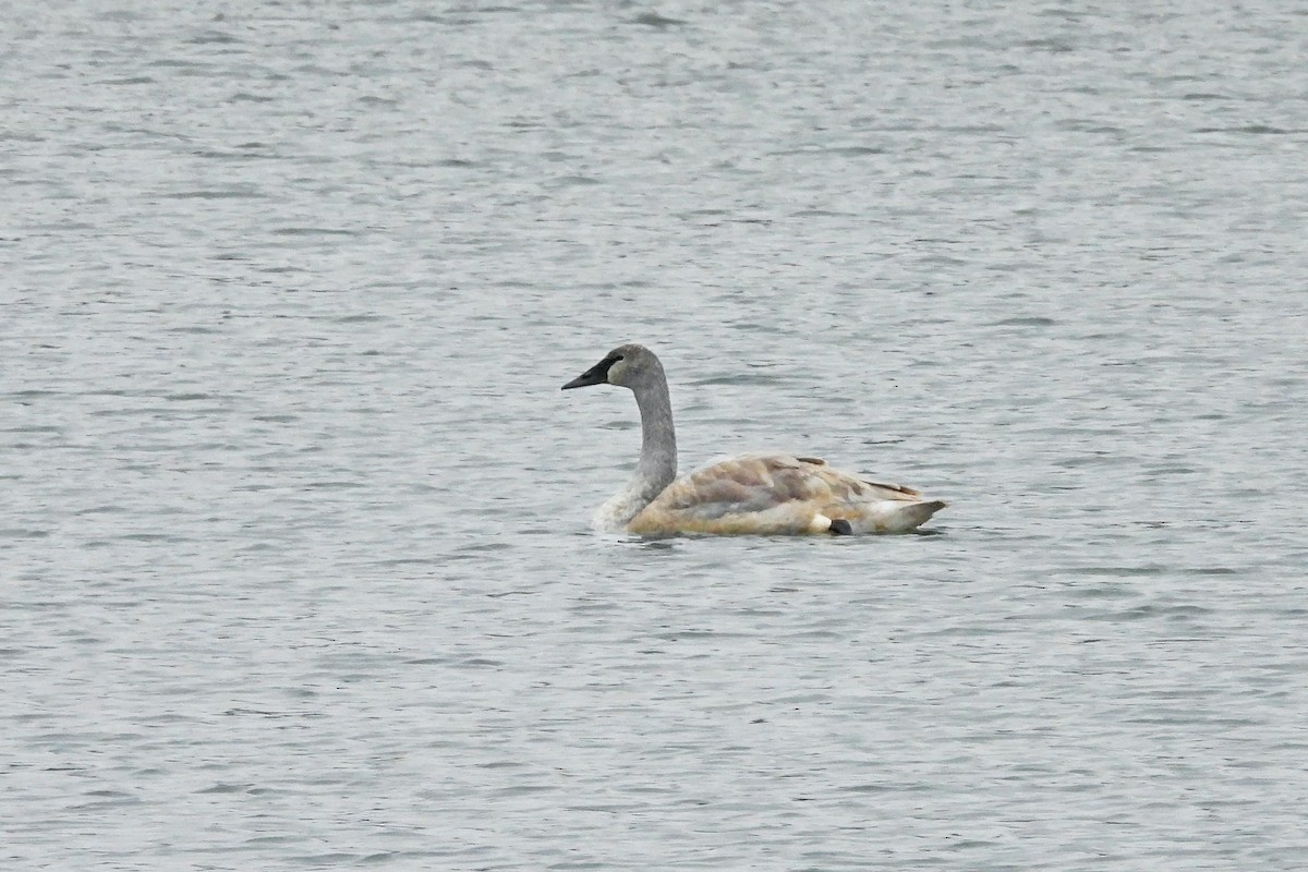 Cisne Trompetero - ML646771724