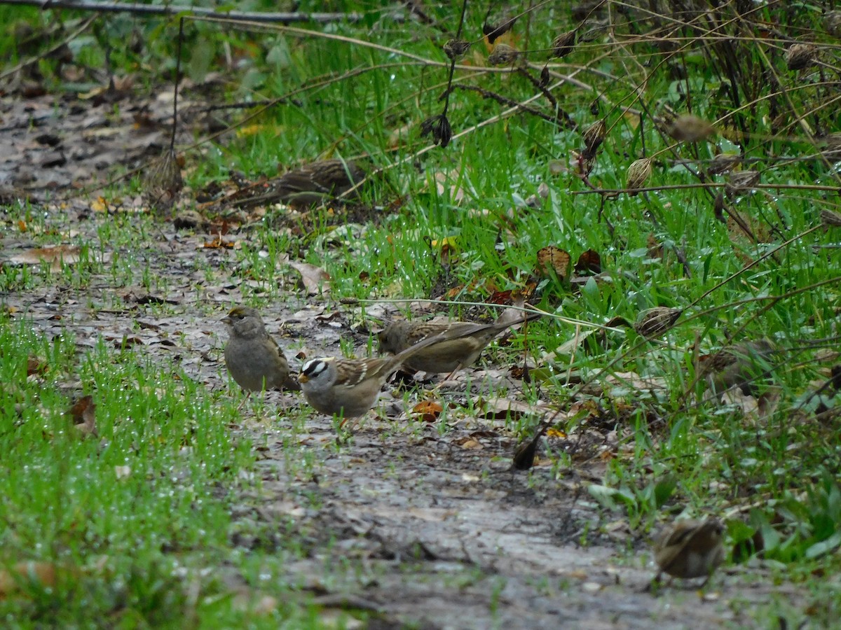 White-crowned Sparrow - ML646771726